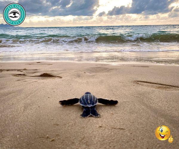 Shell-ebrate Turtle Nesting Season in Florida!